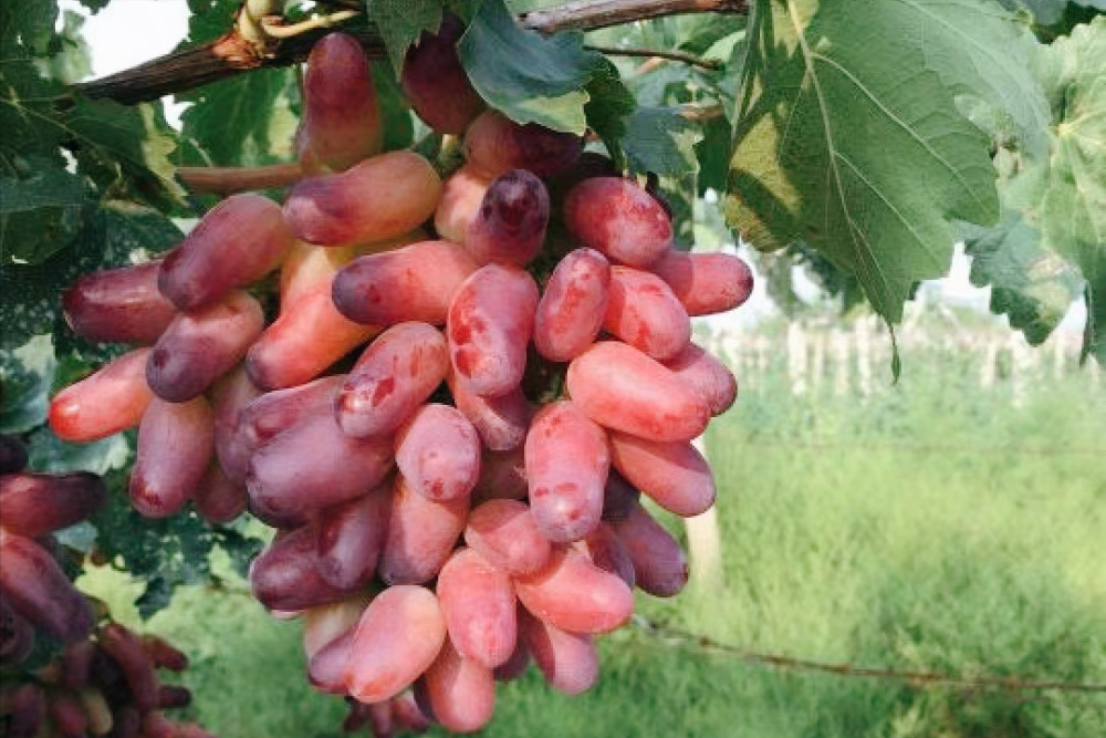 今年价格最贵的葡萄,卖到了60元一斤,阳光玫瑰葡萄后继有人?