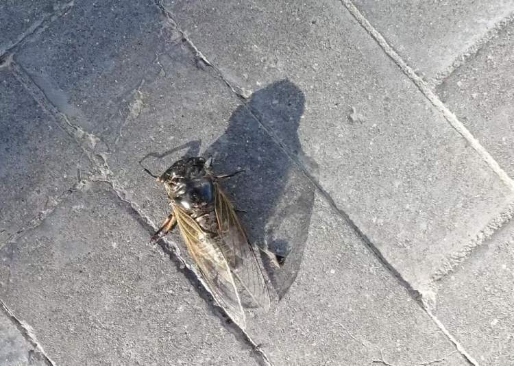641