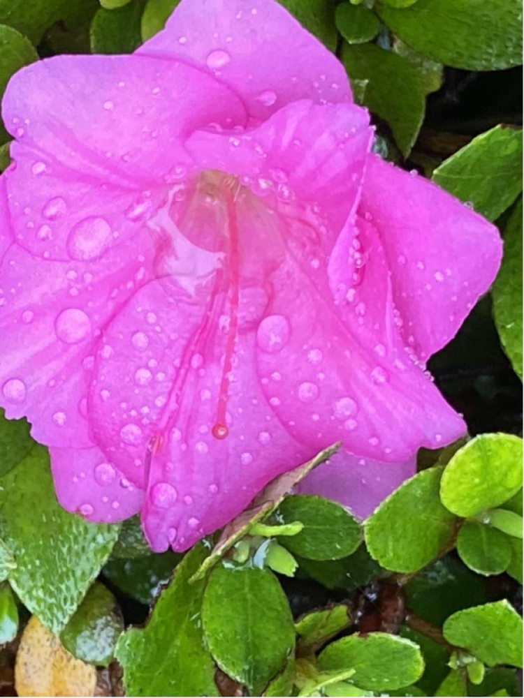 雨中杜鹃花图片图片