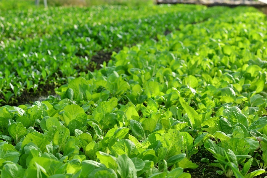 田园归耕农庄拾趣三亚海棠湾阳光壹酒店生态农场全新亮相