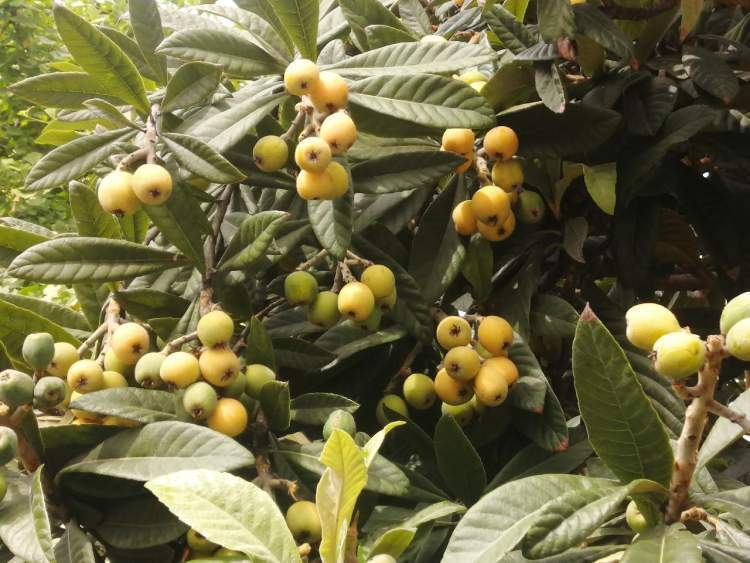 小区内枇杷已到成熟期