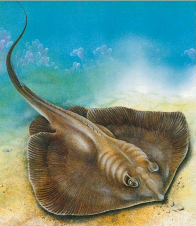 它们是水中的刺玫瑰带你了解三种有毒海鱼