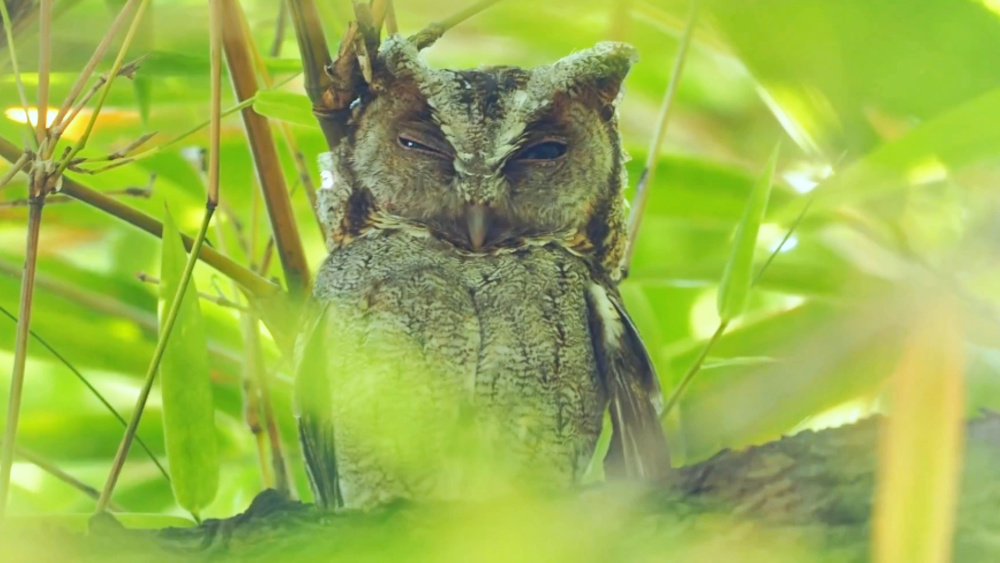 云南保山居民捡到受伤大眼萌鸟,长最萌的脸下最狠的手