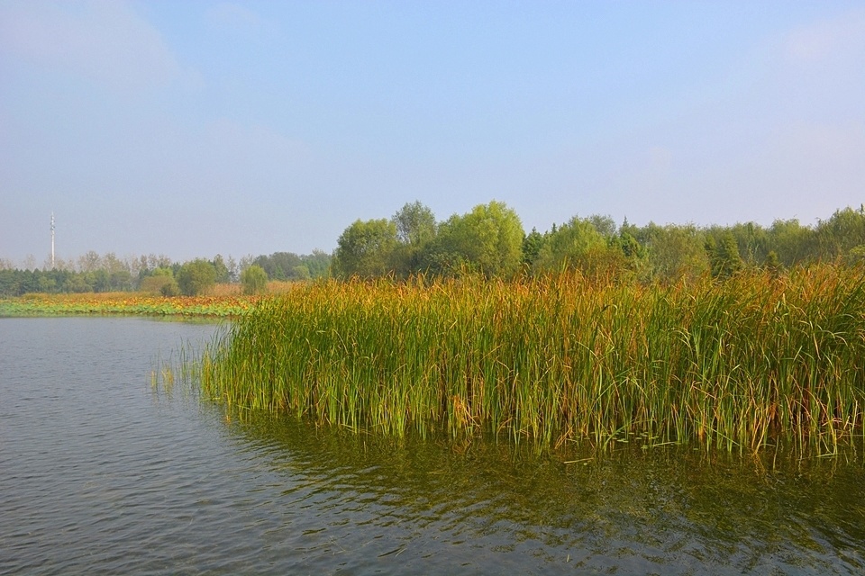 溱湖国家湿地公园图片图片