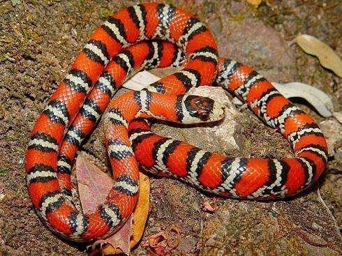 动物趣闻:蛇类的绝对防御——巧虚张声势和巧妙伪装