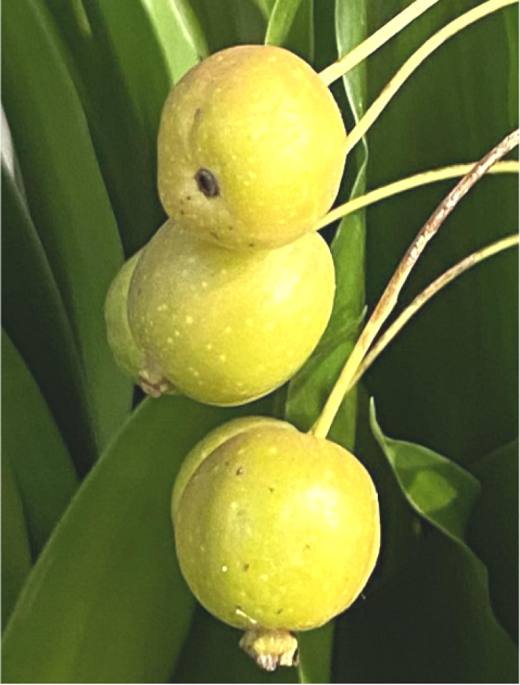 绿莹莹的海棠果,累累硕果满枝头