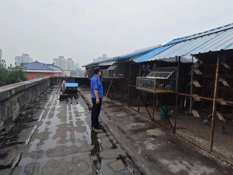 北京朝阳和平街执法队拆除违建鸽棚