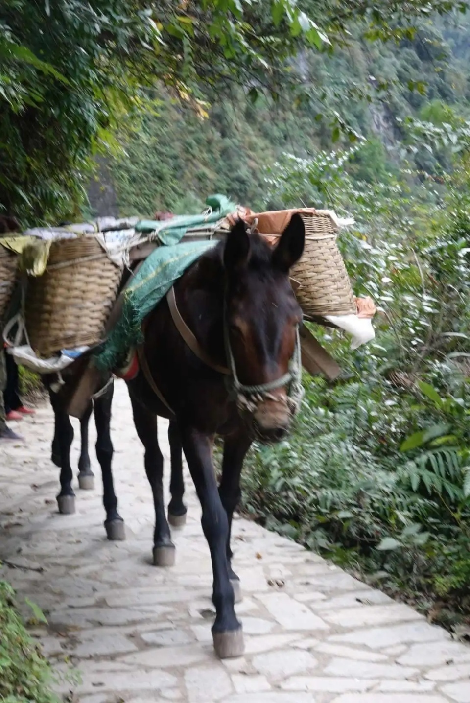 游客丽江“骑马游”变为