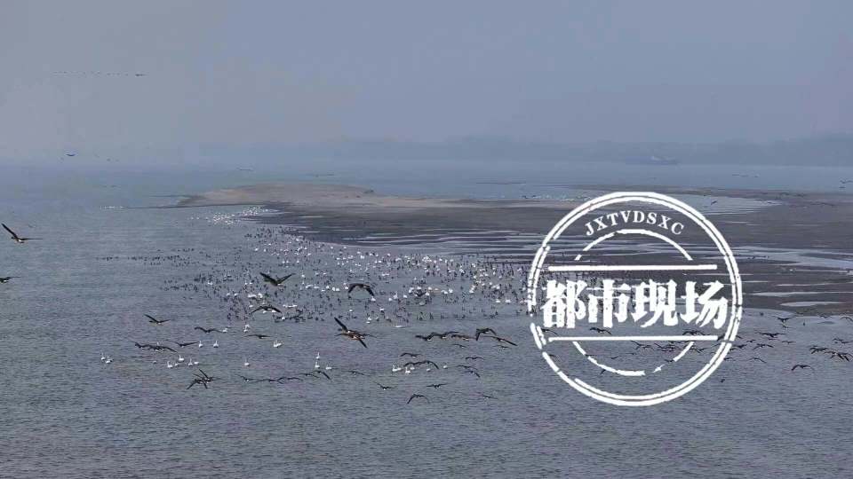 鄱阳湖迎来越冬候鸟迁徙高峰 数量近60余万只_腾讯新闻
