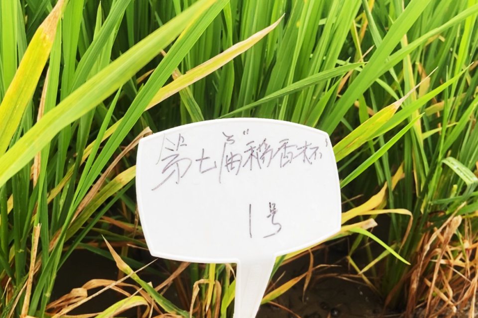 其中,四川绿丹种业在基地筛选的"宜香优2115"水稻品种自2016年以来