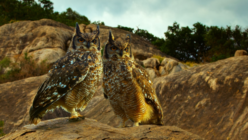 小狮子与小雕鸮对峙,引发了雕鸮夫妇与母狮混战,看动物护犊子