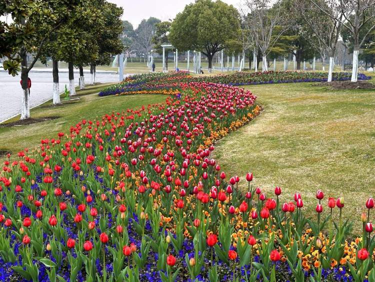 闵行文化公园的玉兰花,羞答答地开