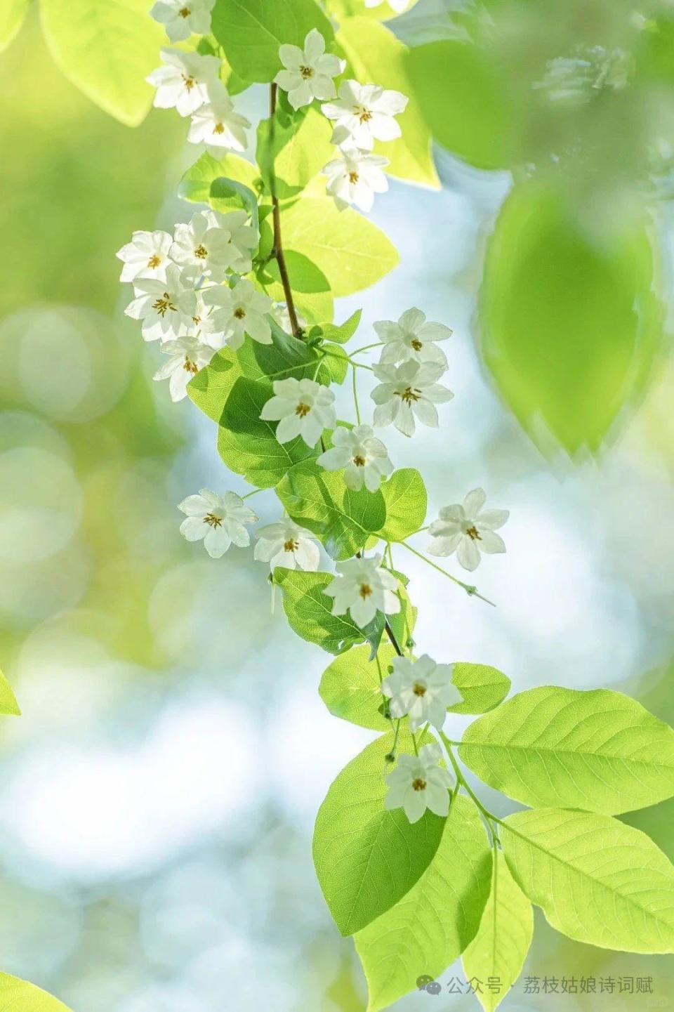 7首夏日诗词:在炎热的季节里,别有一番风味与情怀