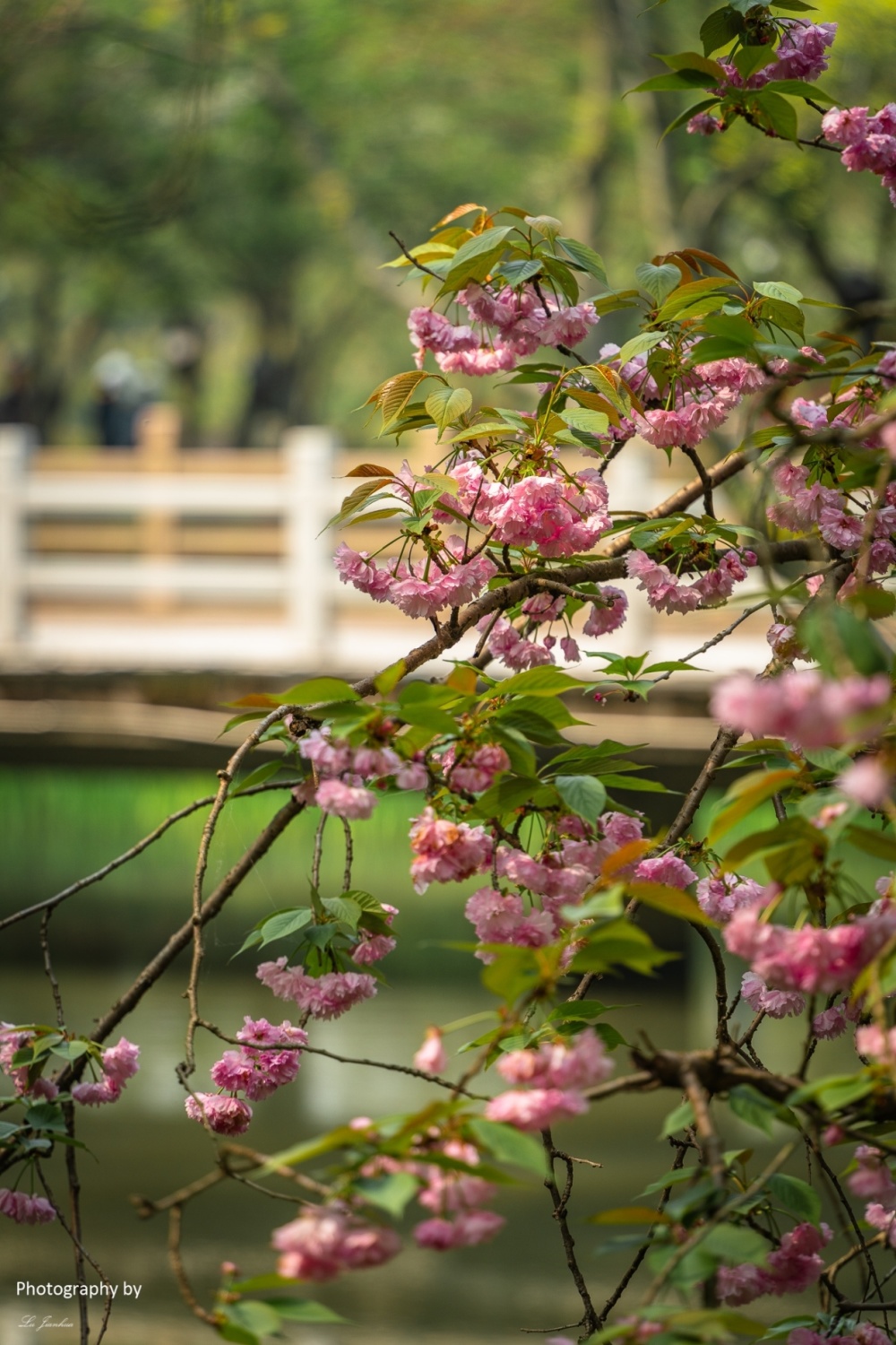 无锡太湖鼋头渚樱花谷晚樱