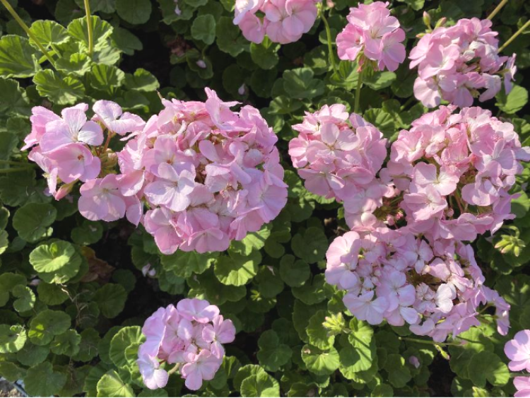 天竺葵花端庄高雅