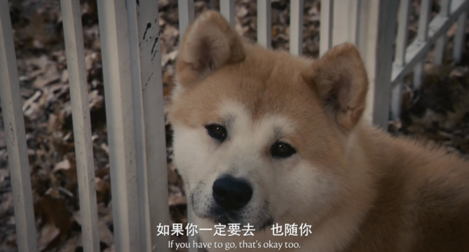 忠犬“八公”变“八筒”，一样分别两样情_腾讯新闻