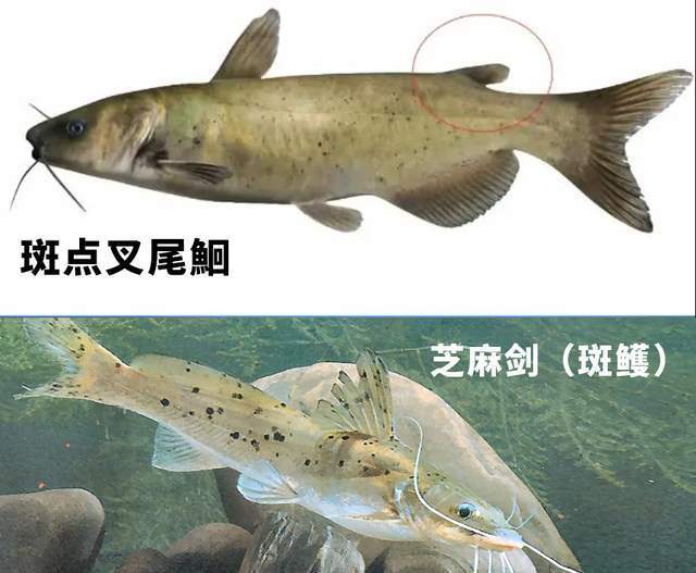 男子钓到怪鱼不认识，怕惹事果断放生，网友：芝麻剑！是它放了你_腾讯新闻