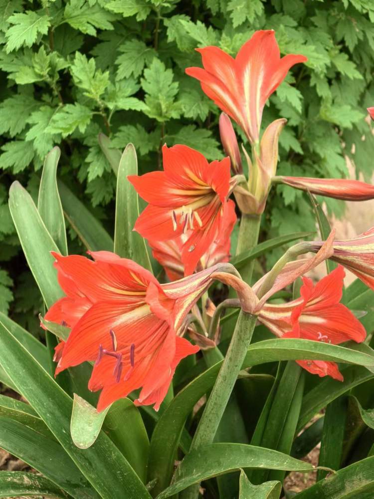 美丽的花朵61朱顶红