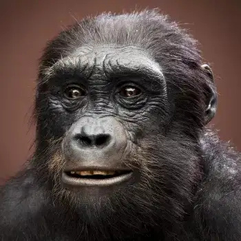 人类祖先经历了什么,才被逼进化成了恐怖直立猿?