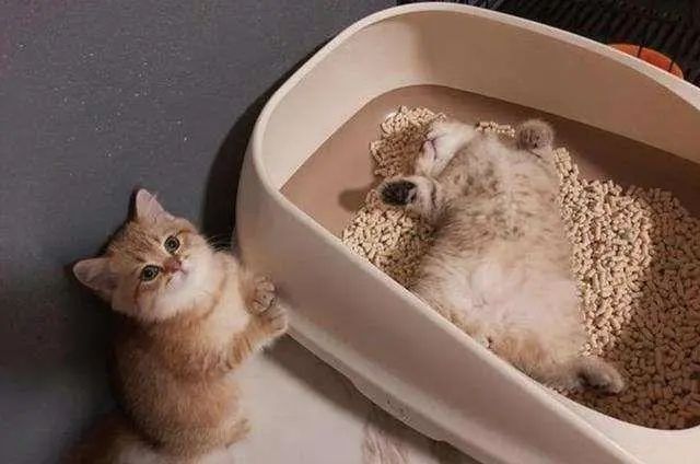 “救命，我的猫为什么最近喜欢窝在猫砂盆里？它不嫌脏吗？”腾讯新闻 