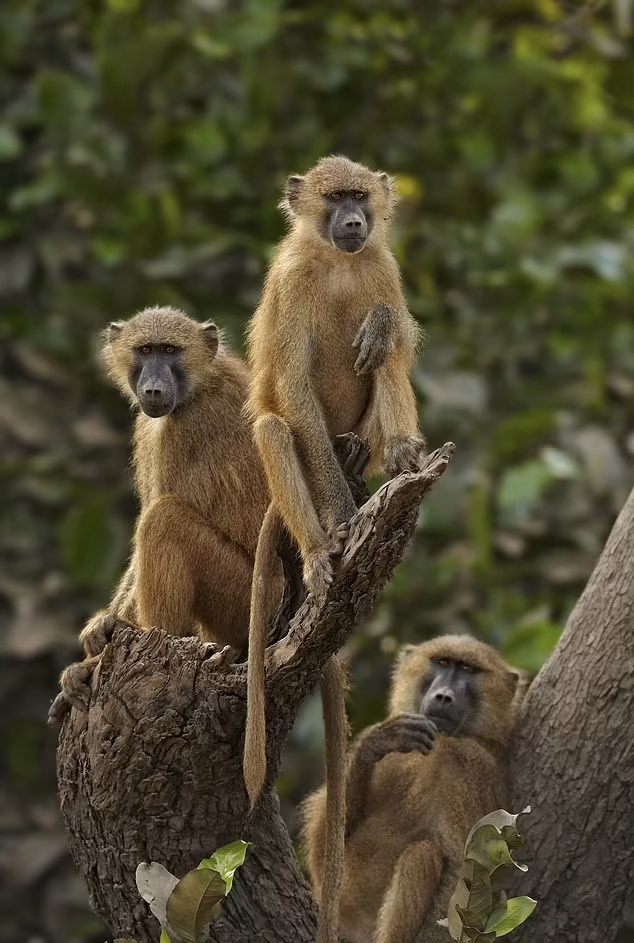 德国动物园扑杀园中一半狒狒,喂给掠食者?为何敢称此_