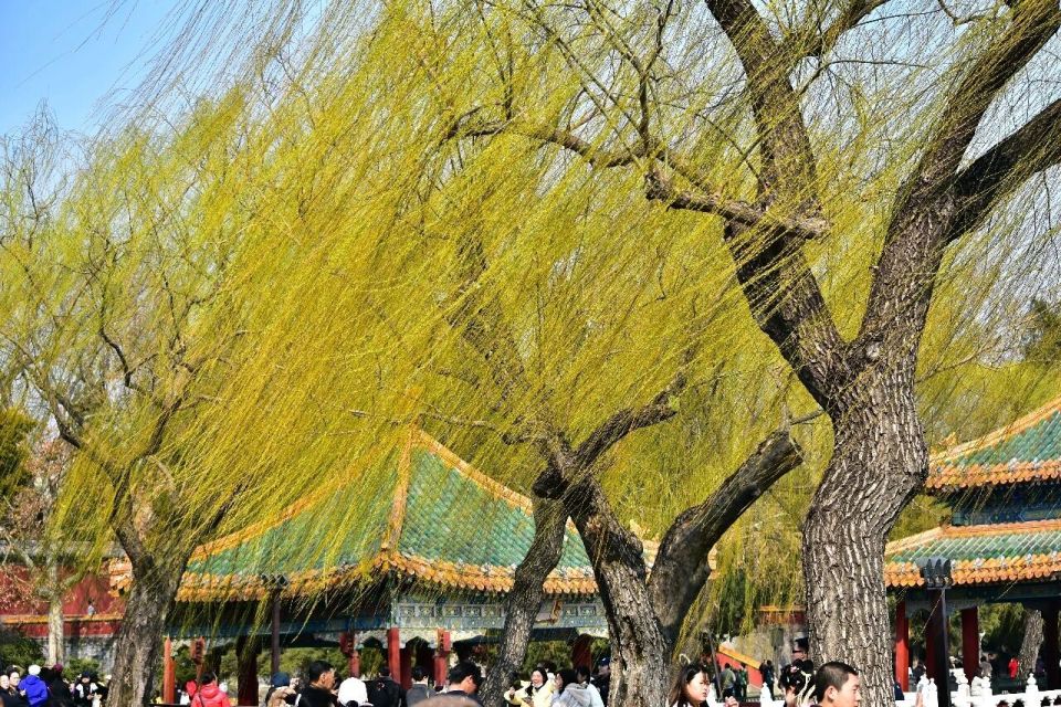 山花映白塔，春染红墙琉璃瓦！北海公园，山桃花开——_腾讯新闻