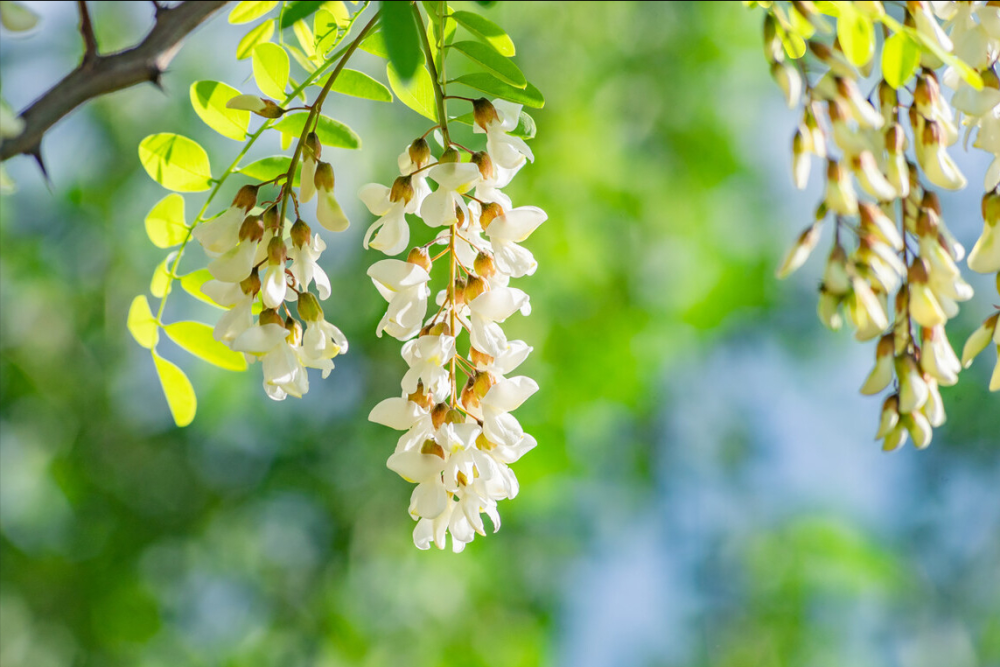 四月槐花香,能摘到槐花的,一定要试试这样吃,是真的香啊!_腾讯新闻