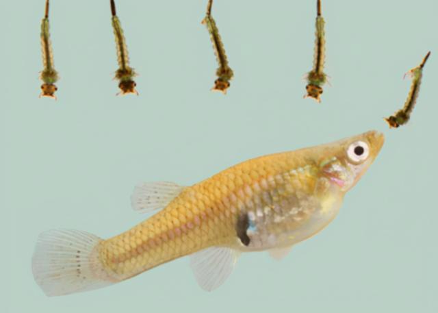 它是灭蚊小能手带你了解食蚊鱼