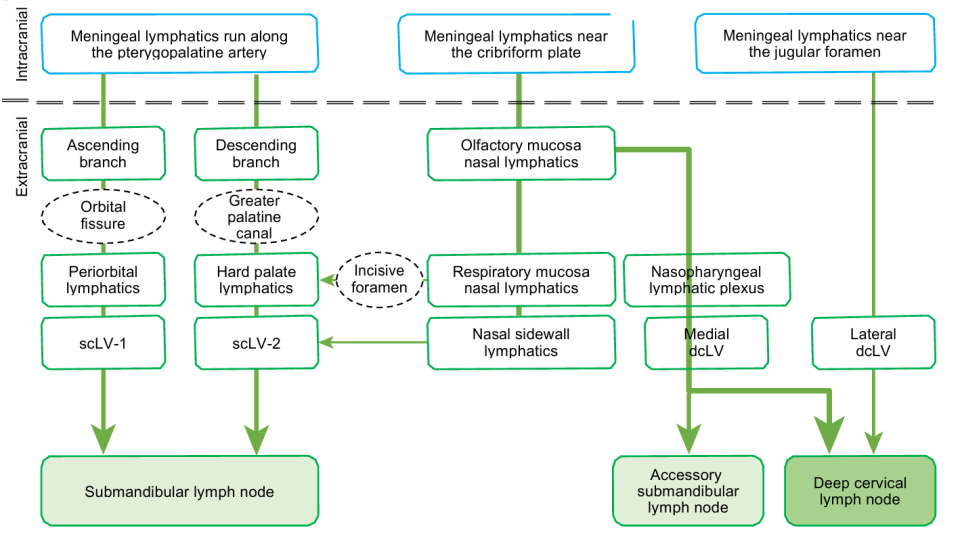 引流器排泄怎么用知名期刊Nature发表：按摩这些部位，帮助大脑排泄代谢废物和毒素，逆转大脑衰老_https://www.jmylbn.com_新闻资讯_第2张