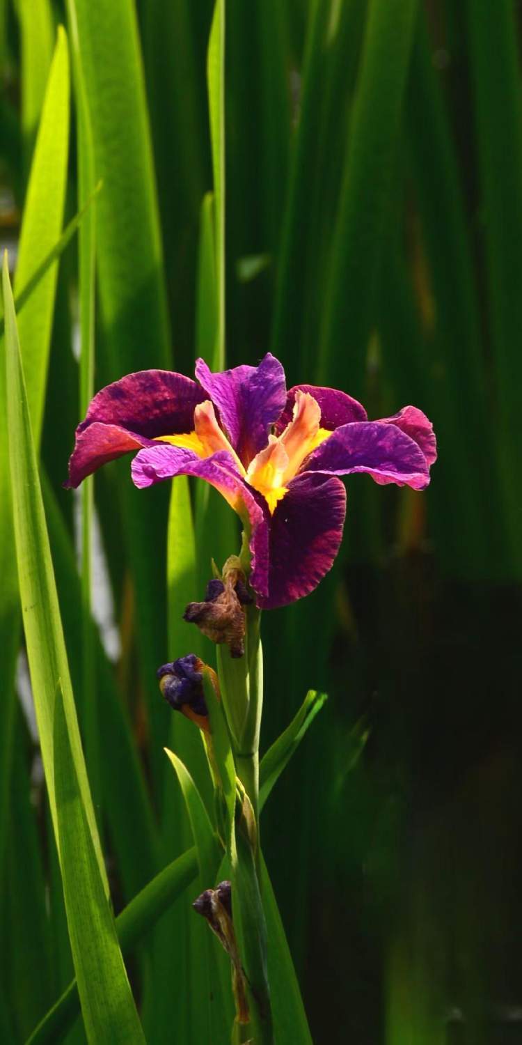 "听翠湖"畔鸢尾花