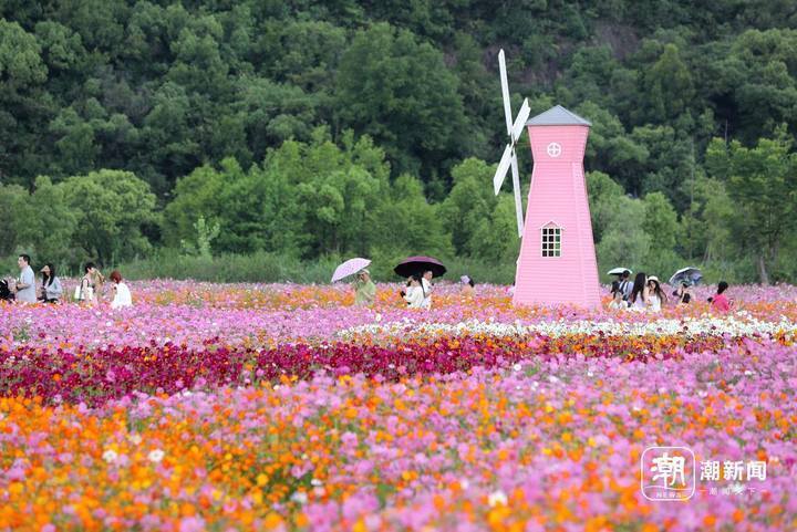 铜鉴湖花海绽放 游人置身"童话世界"