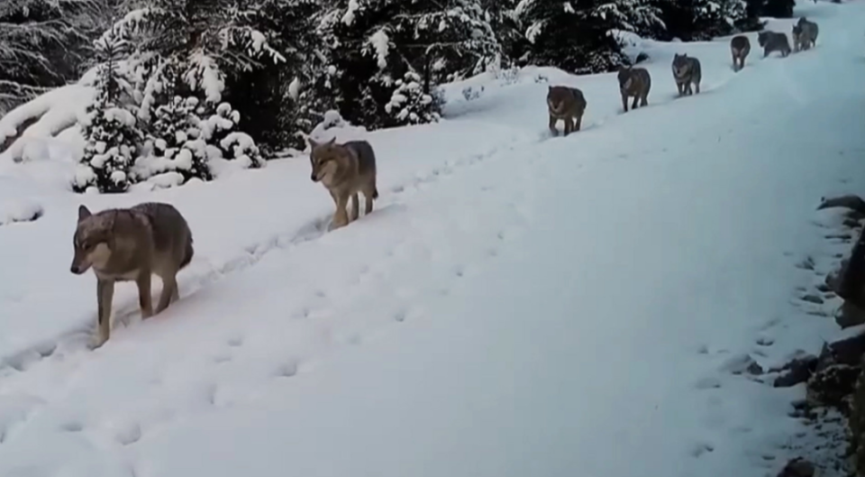 新疆一雪地上出现神秘隧道,还有生物在动,无人机查探竟是一群狼