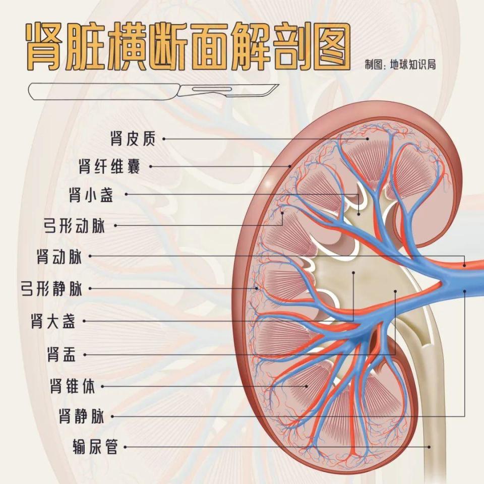 肾脏图片解剖图图片