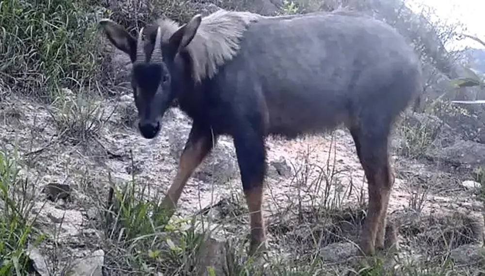 中华鬣羚现广东,稀有四不像是姜子牙坐骑,它如何在陡崖健步如飞