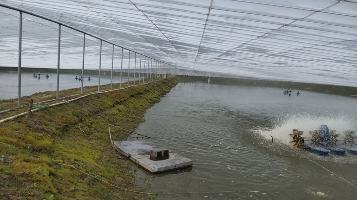 父母养沼虾遇到难题,90后女儿通过官微求助浙江省农业