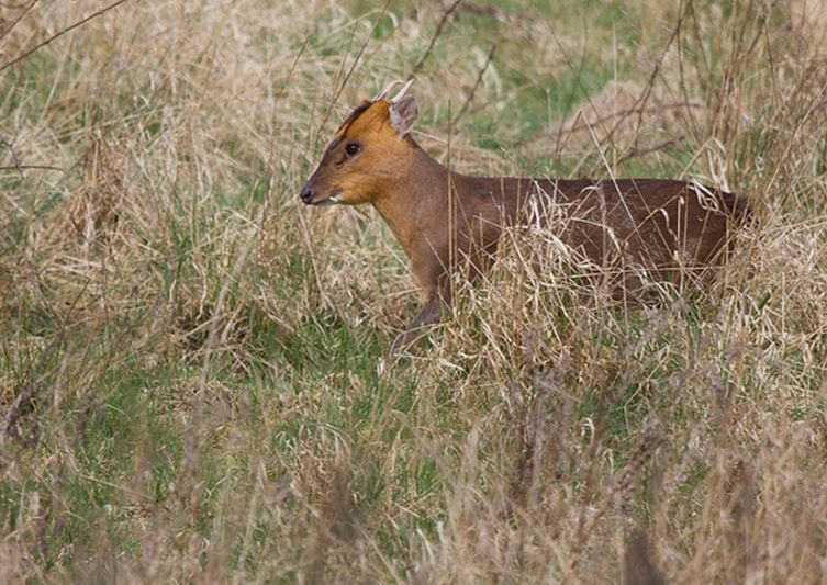 湖北襄阳发现黄猄,身形似鹿叫声像狗,落难后发出阵阵