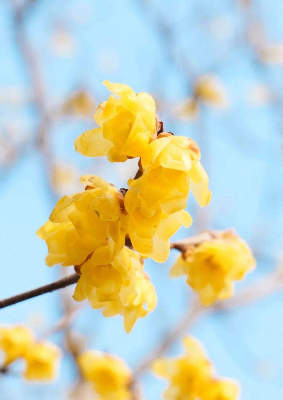 绽放在冬天里的浪漫:郑州绿博园蜡梅花开了!