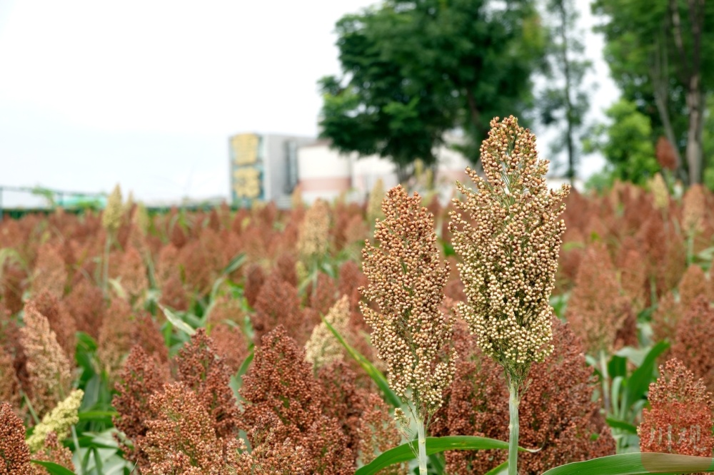 火热八月!成都环城生态区的高粱红了