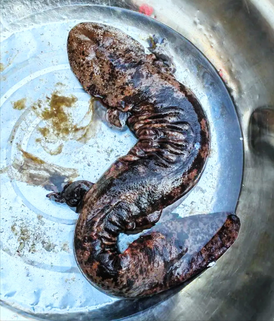 西安周至小孩河边玩耍救大鲵,俗称娃娃鱼的它竟能孵化