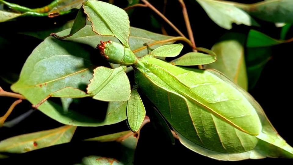 贵州兴义发现树叶昆虫拟态水平有多高连病斑及伤痕都能模拟