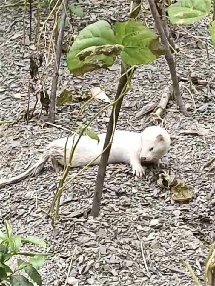 神农架现通体雪白的黄鼠狼,为何此地白色"瑞兽"那么多?