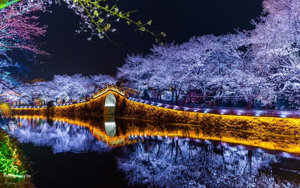 无锡太湖鼋头渚长春桥夜樱