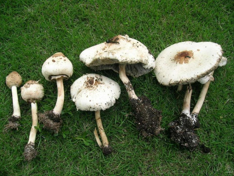 成都老两口采食剧毒蘑菇被送进icu,曾称用"老辈经验"判断无毒