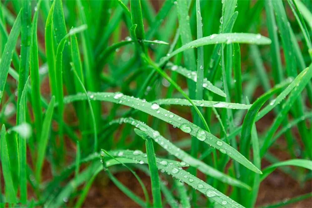 春天吃韭菜,"紫根"和"白根"差别大了!哪种好?建议多了解_腾讯新闻