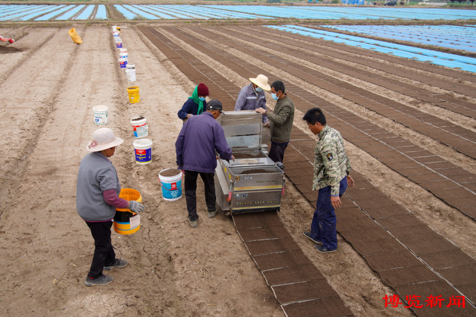 博览组图丨稻乡育秧忙