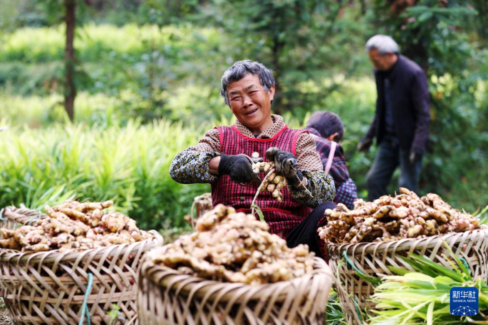 [南方生姜网-图片加载]