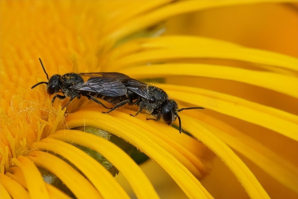 不会说话的寄生蜂如何求偶?_腾讯新闻