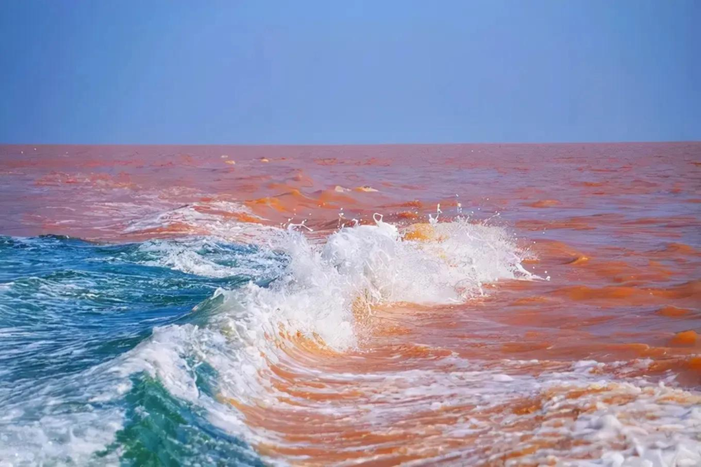 每年长江,黄河都会冲鱼入海,这些淡水鱼进入大海后都去哪了?