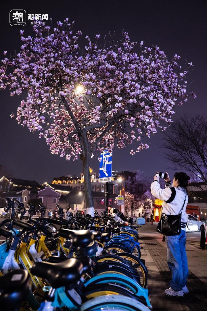 杭州武林路,打卡"爱心"玉兰_腾讯新闻