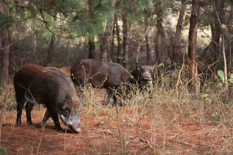湖北监利出现300多斤"野猪王",闯入村庄发狂乱窜,见到人就撞_腾讯新闻